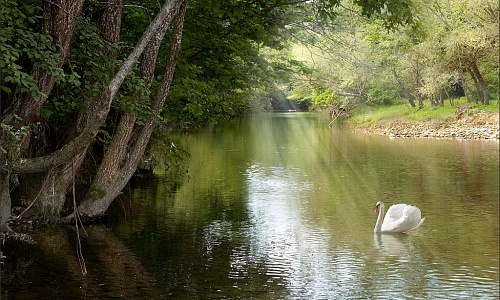 23.Лебедь       (1).jpg